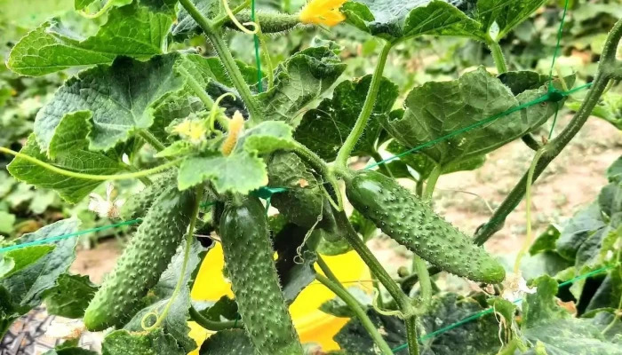 Zmeura Si Castraveti Murati Traditional Deschis Acum - Salcea